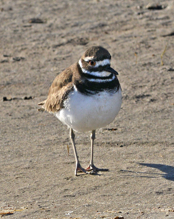 Kildeer 