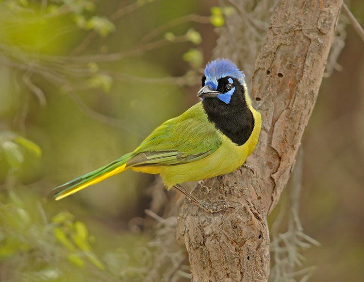 Green Jay 