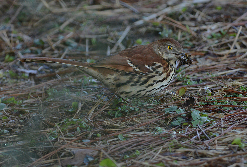 Brown Thrasher 