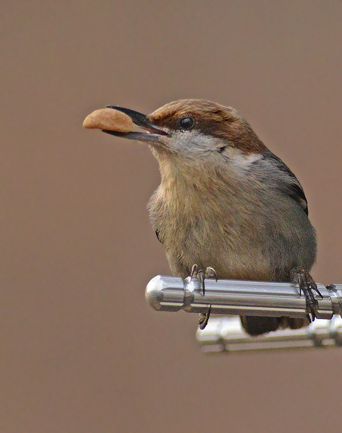 Brown-headed Nuthatch 