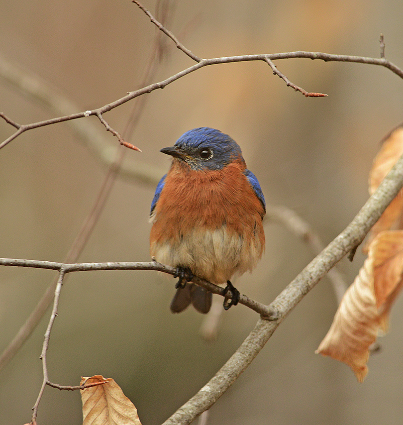 Eastern Bluebird