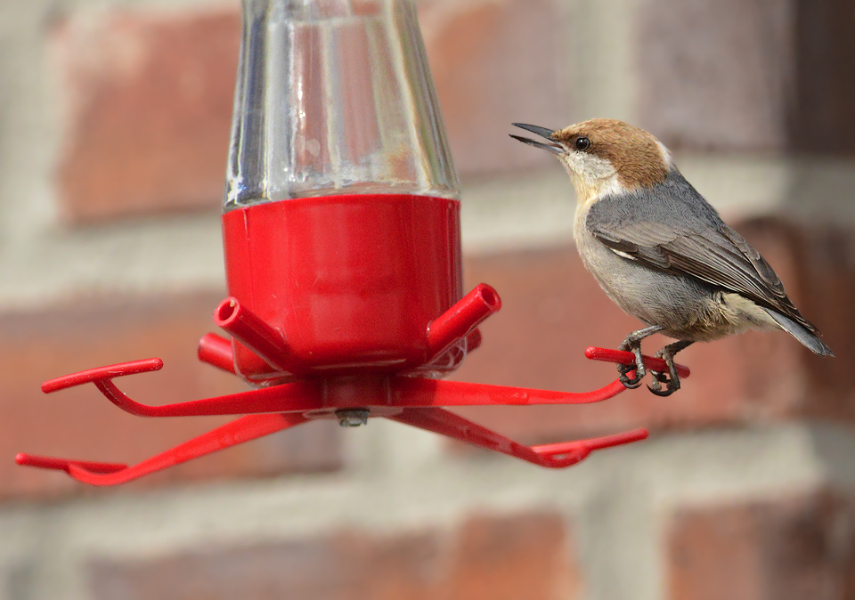 Ersatz Hummer
