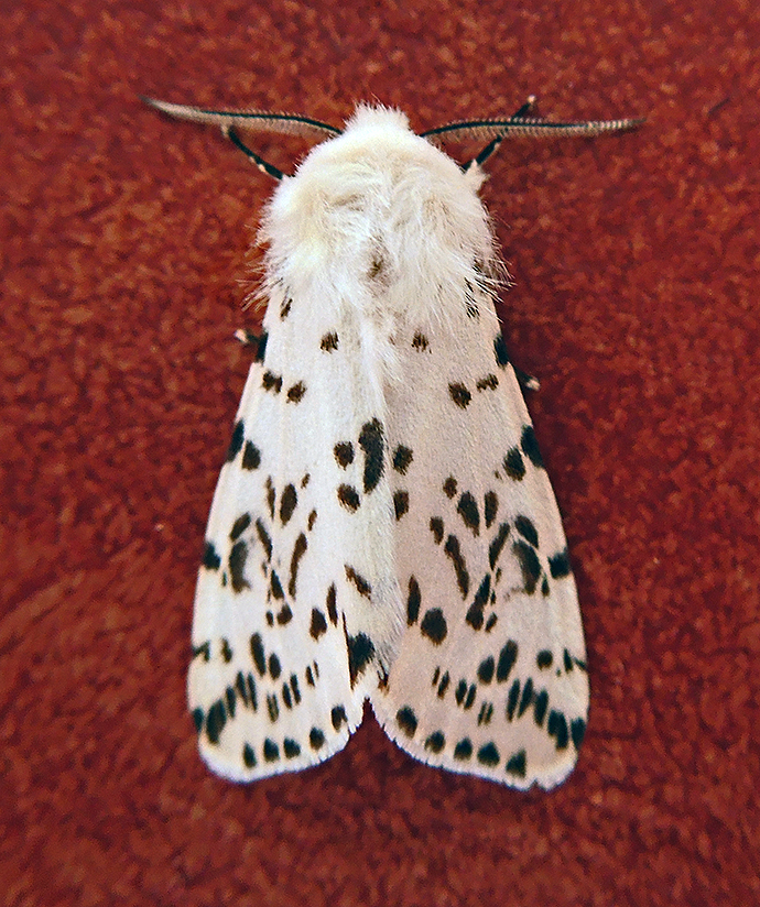 Fall Webworm Moth (8140)