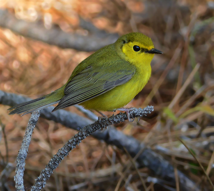 Hooded Warbler (Female)