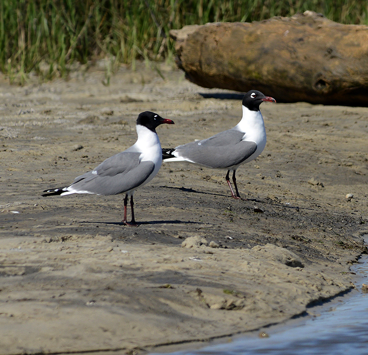 Laughing Gulls