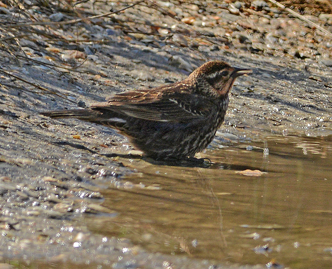 Red-winged Blackbird (Female)