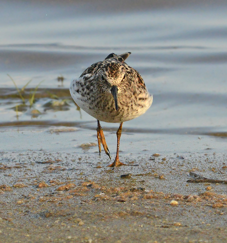 Least Sandpiper 