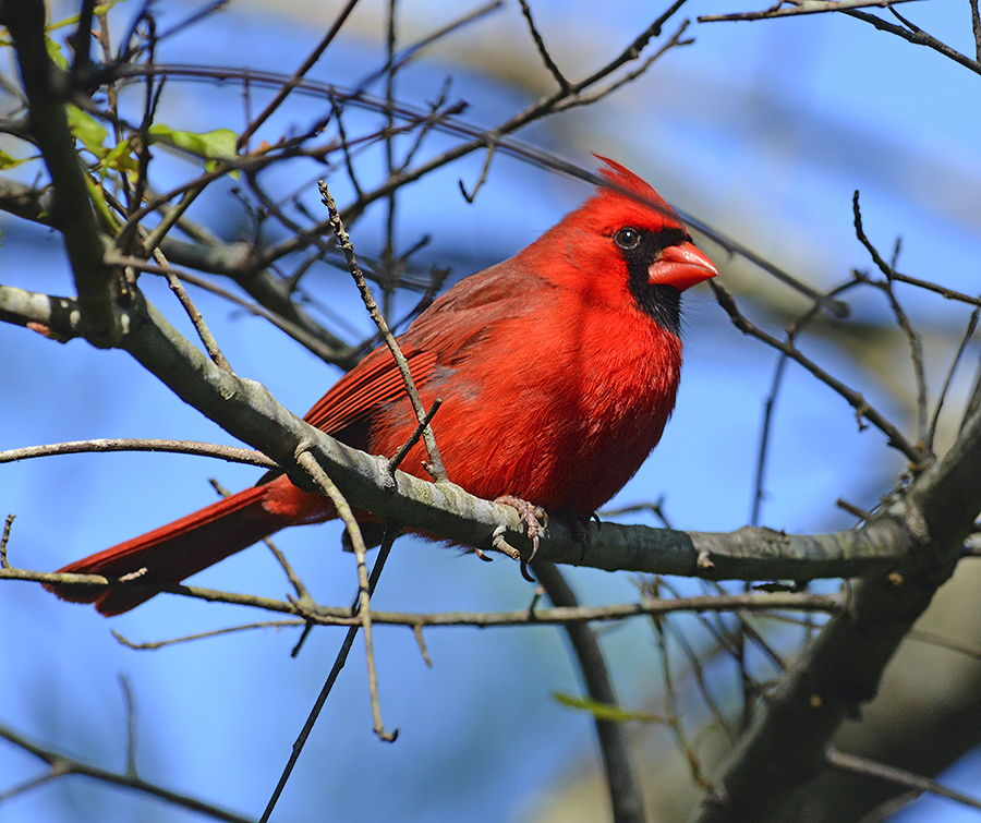 Adult Breeding Male