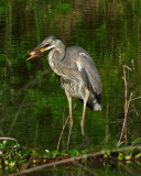 VIDEO:  Great Blue Heron vs. Catfish