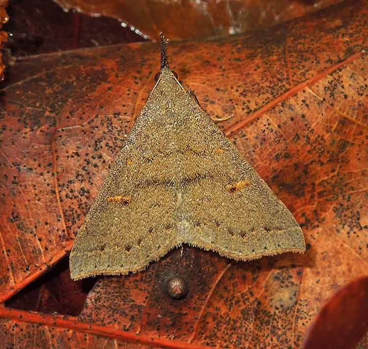 Speckled Renia Moth (8386)