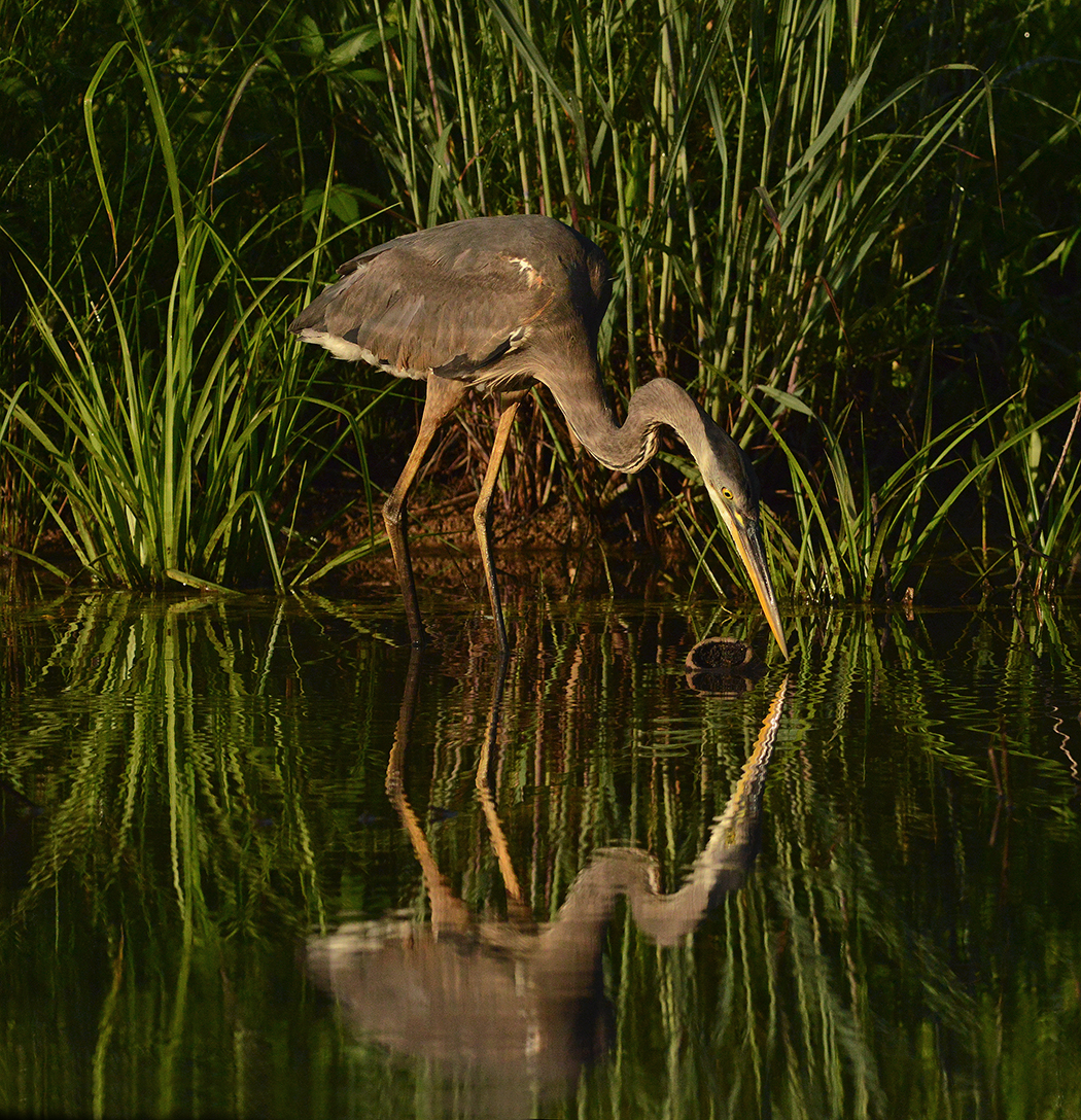 Early Morning Reflection