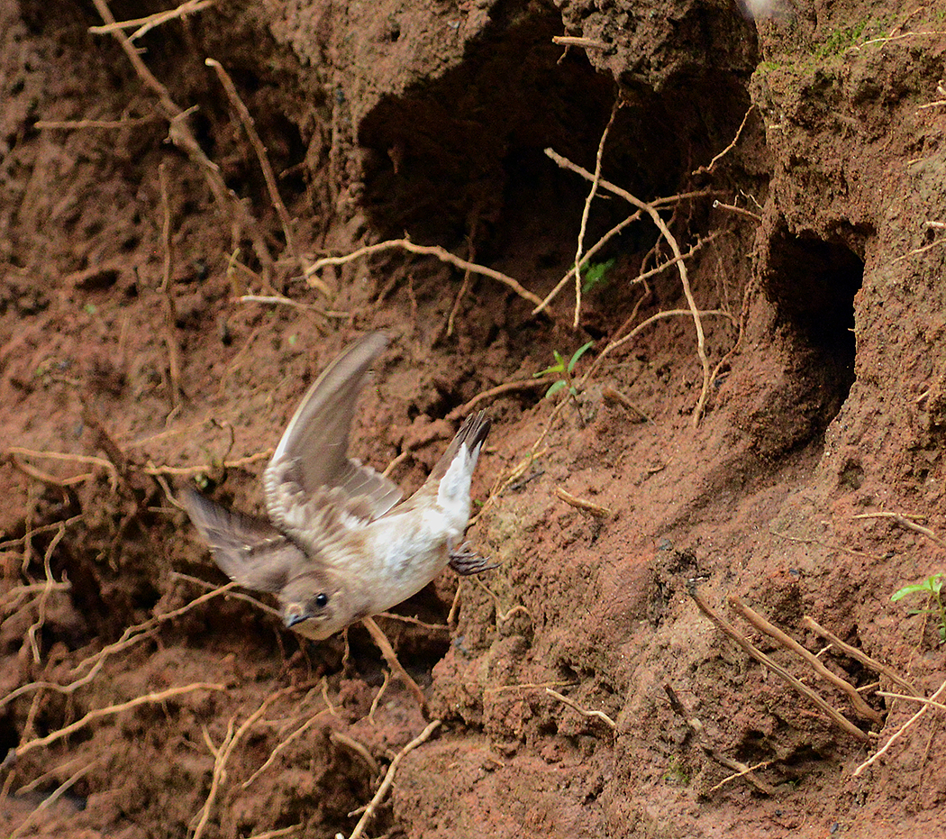 Adult Flying out of Nesting Cavity