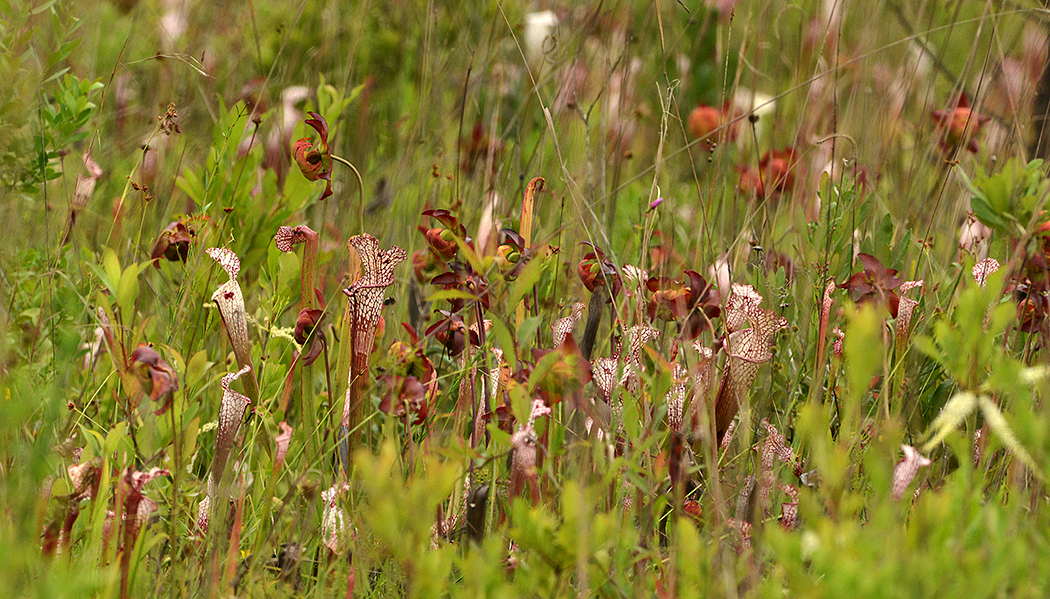 Pitcher Plant Field 