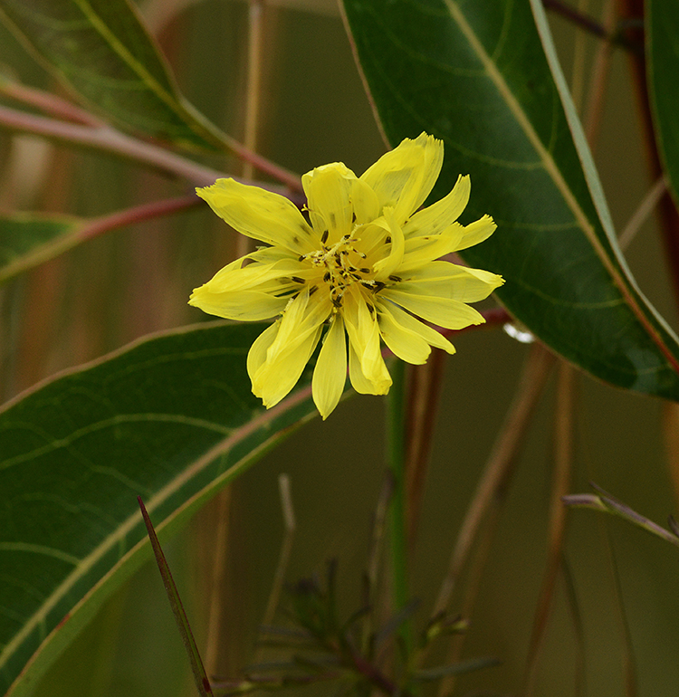 Yellow Salsify 