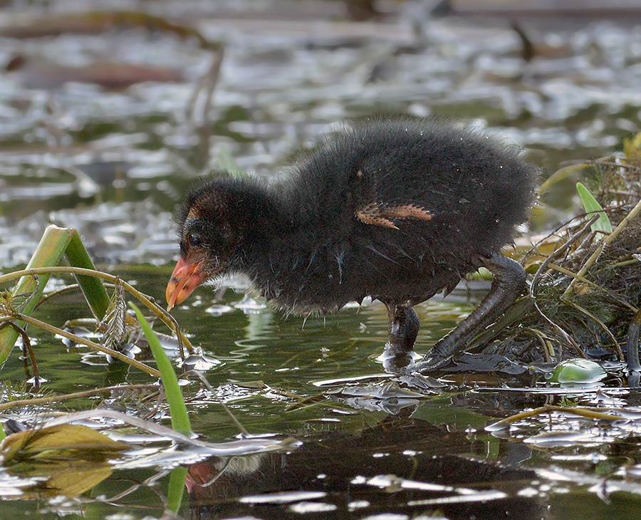 Common Moorhen Chick 