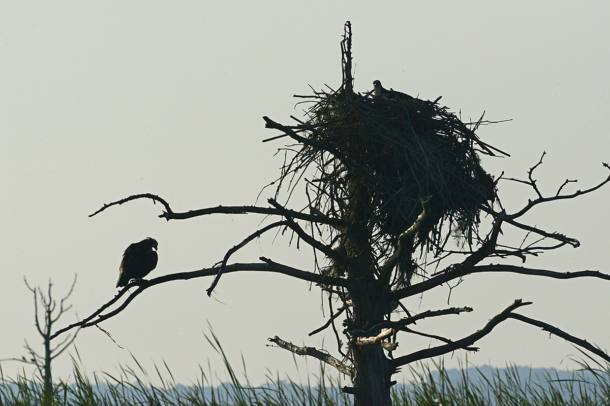 Osprey Nest 