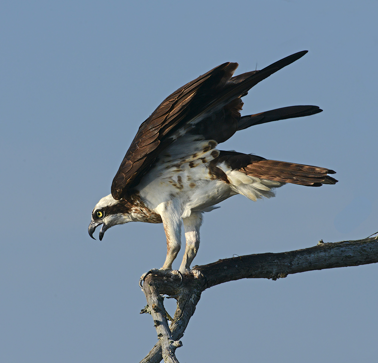 Osprey 