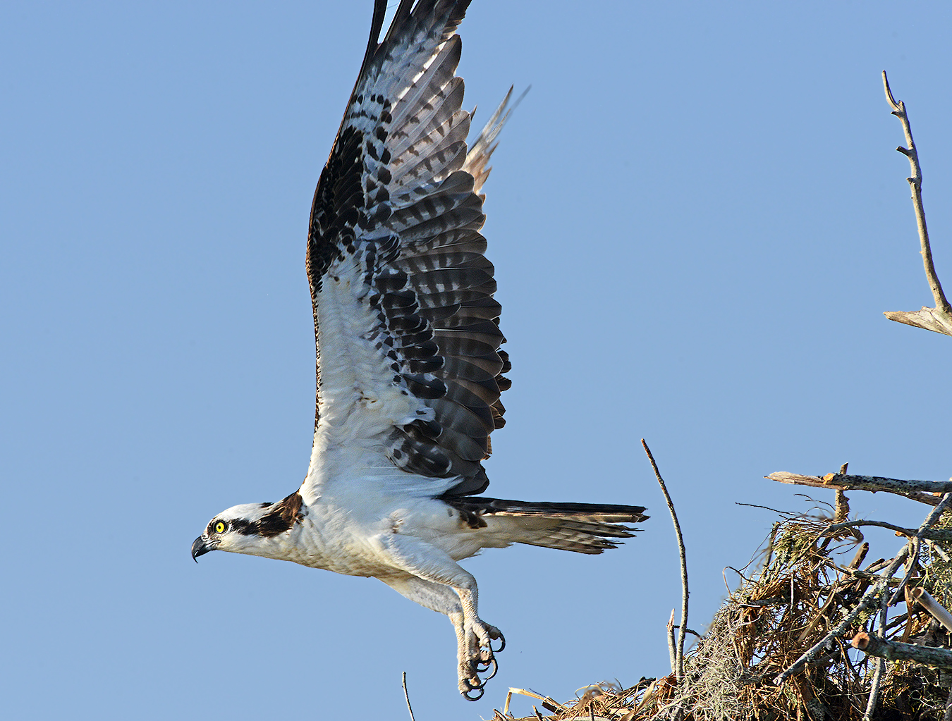 Osprey 