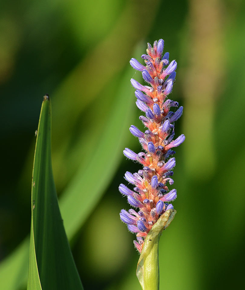 Pickerelweed