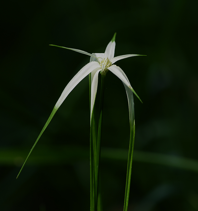 White-top Sedge 