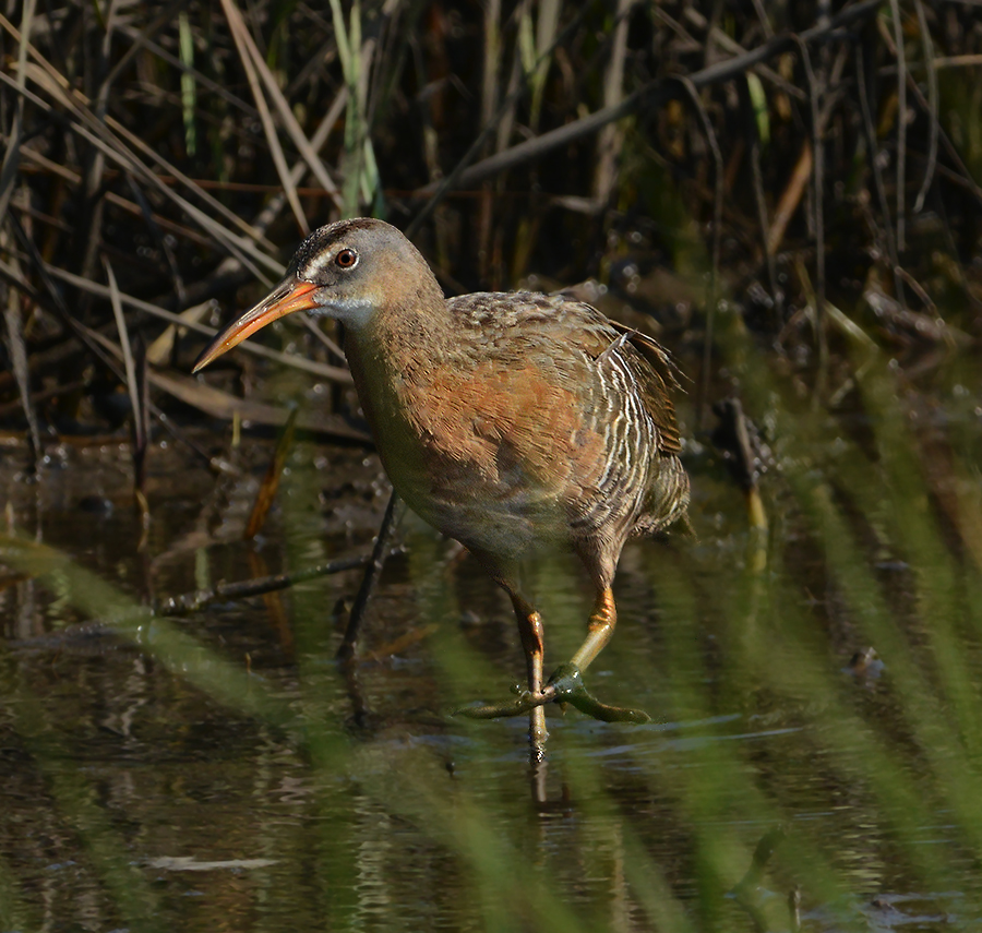 Clapper Rail