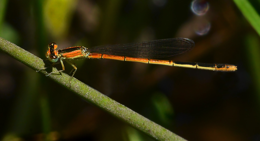 Citrine Forktail 