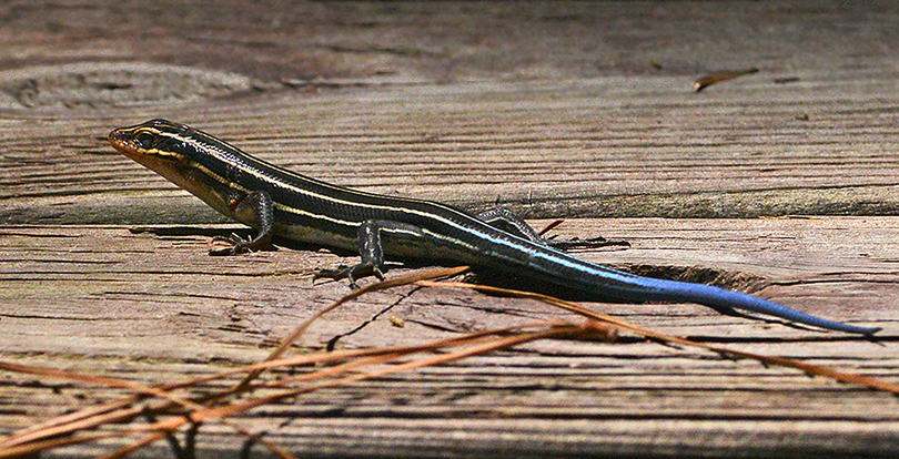 Common Five-lined Skink