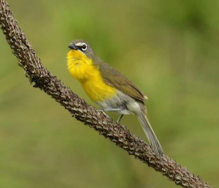 Yellow-breasted Chat 