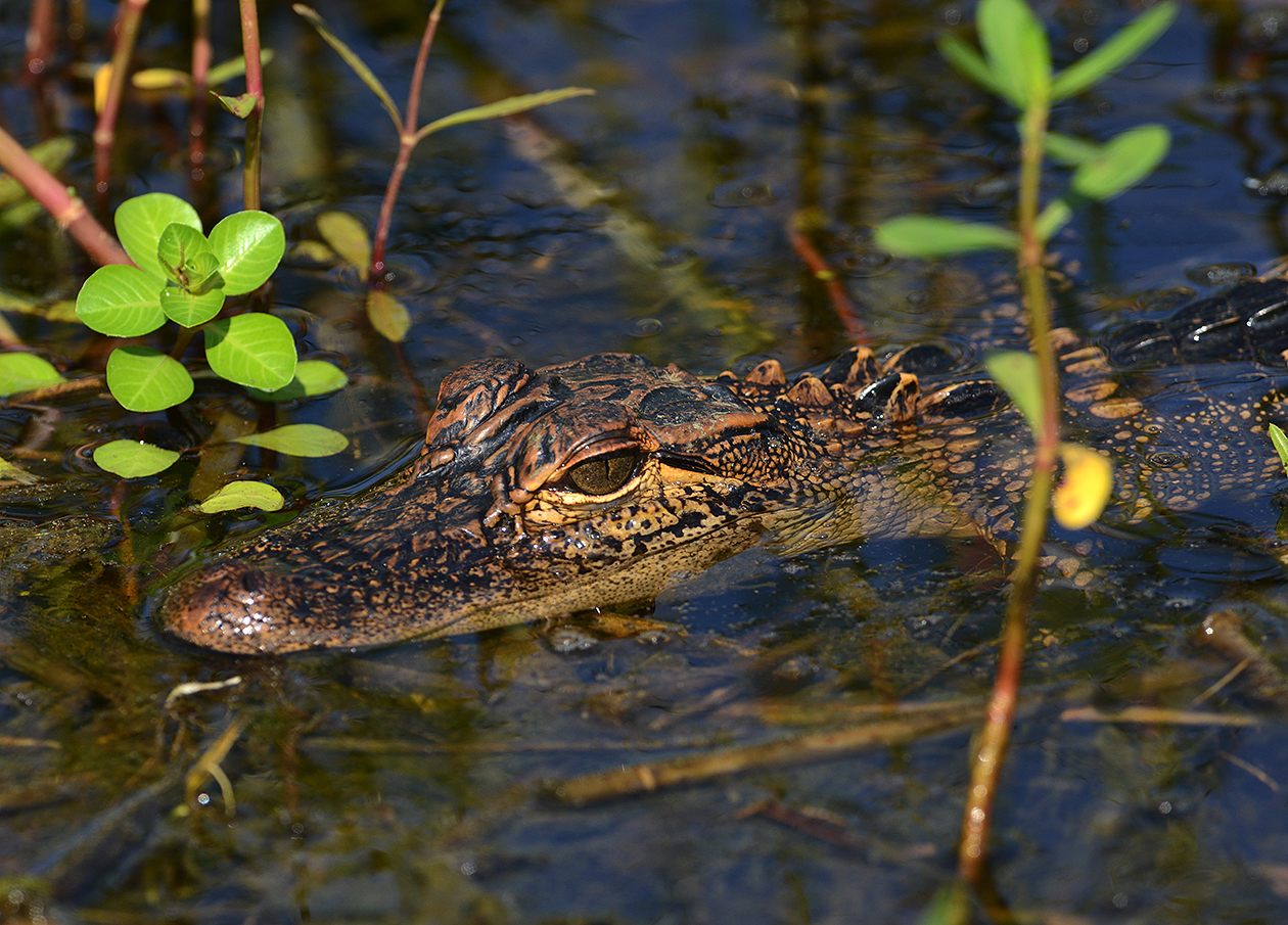 American Alligator (Juvenile)