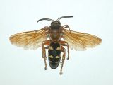 <b>Cicada Killer VIDEO</b>