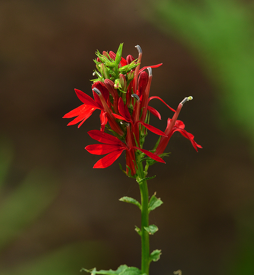 Cardinal Flower 