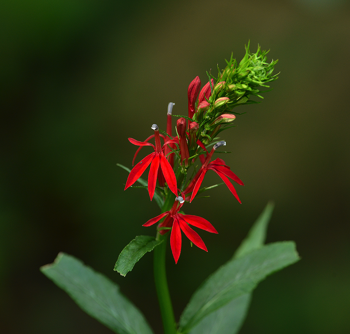 Cardinal Flower