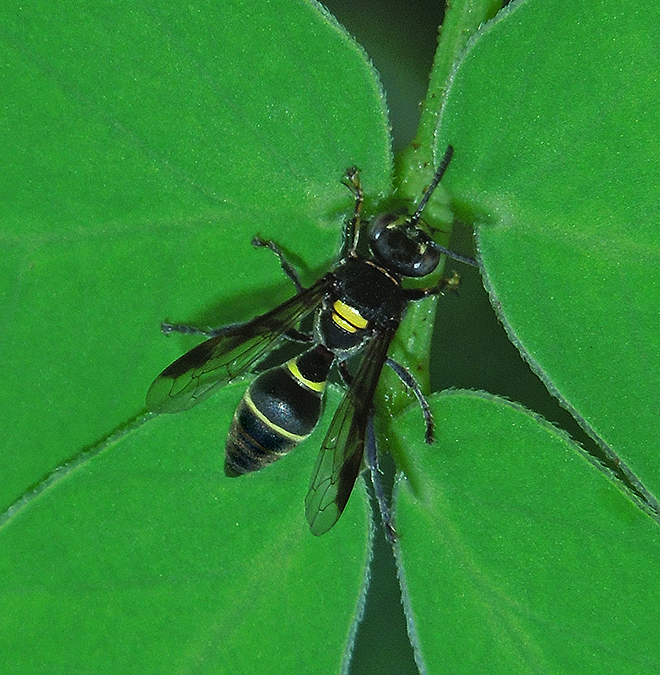 Sand Wasp