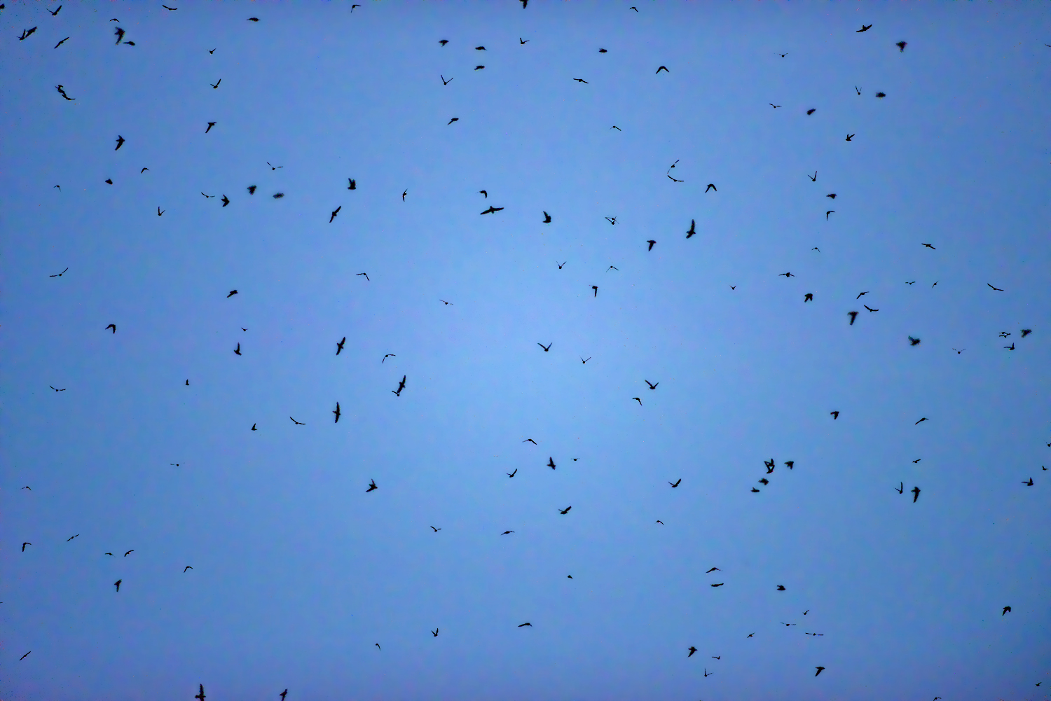 Chimney Swifts Preparing to Roost