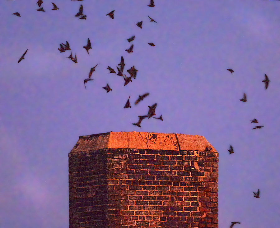 Chimney Swifts Preparing to Roost