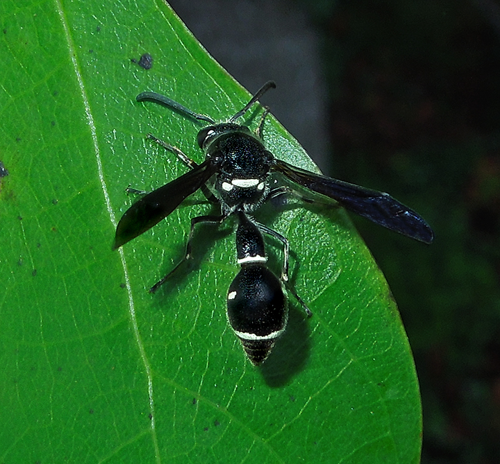 Potter Wasp