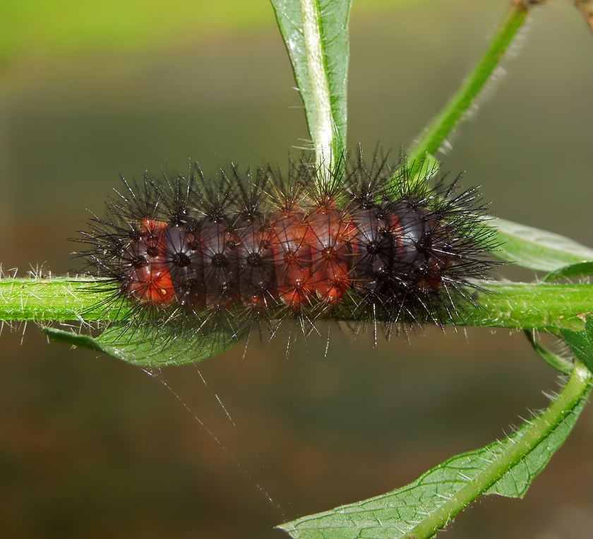 Giant Leopard Moth Caterpillar (8146)