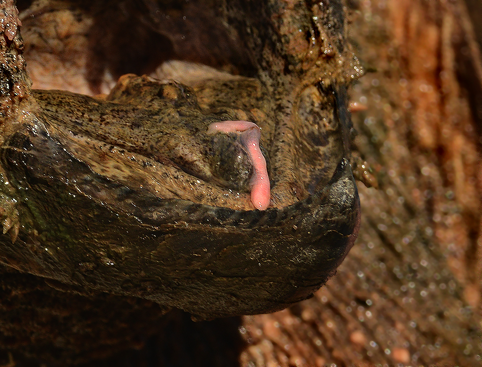 Alligator Snapping Turtle Lure