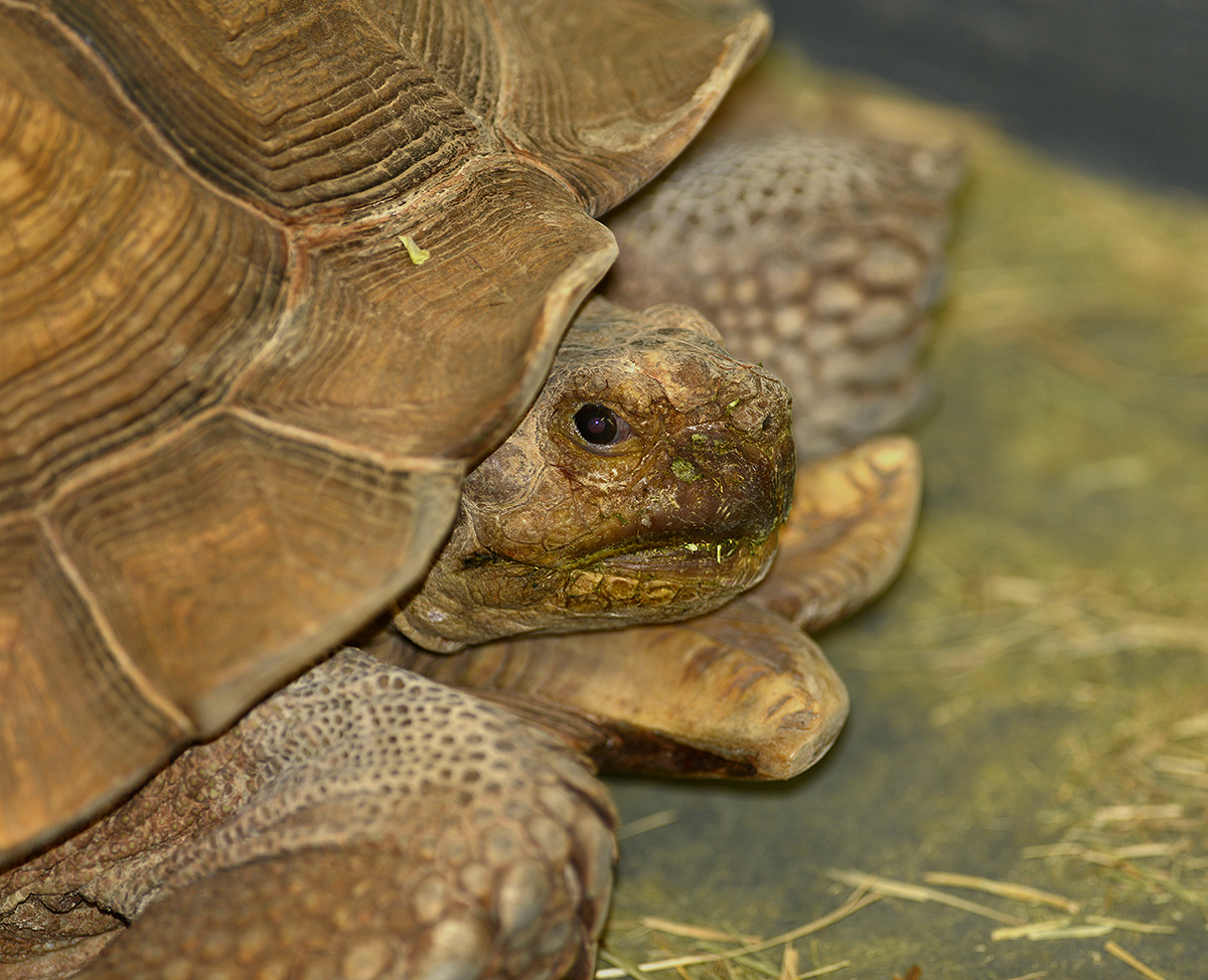 African Sulcata Tortoise (Captive)