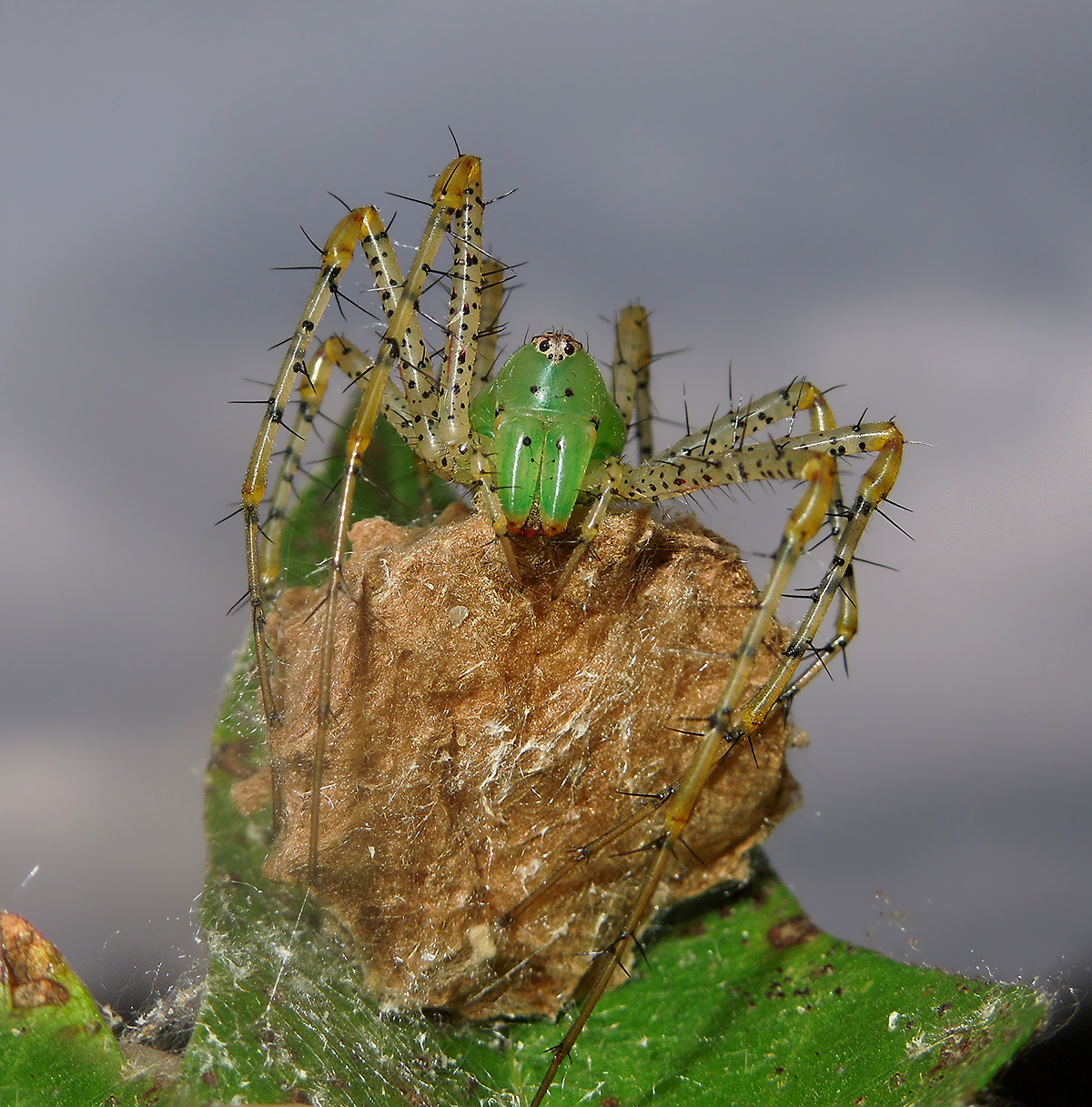 Green Lynx Spider Guarding Egg Sac