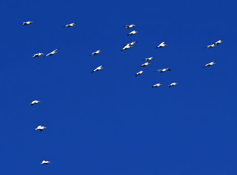American White Pelicans Circling to Land