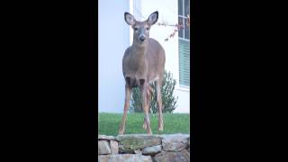 White-tailed Deer Video