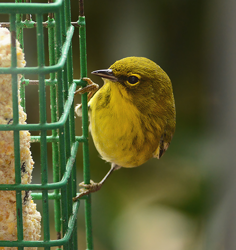 <b>Birdie Merry-Go-Round<b>