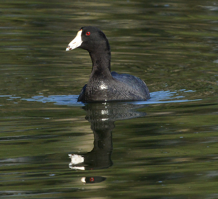 American Coot