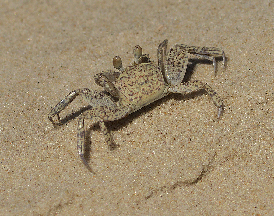 Ghost Crab