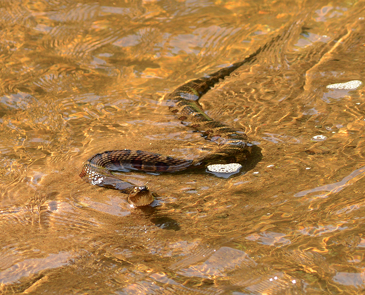 Midland Watersnake