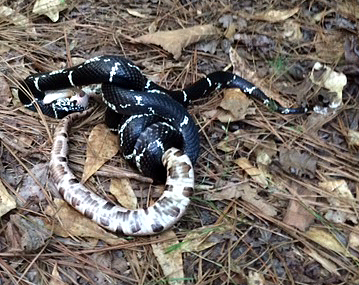 Eastern Kingsnake Ingesting Copperhead