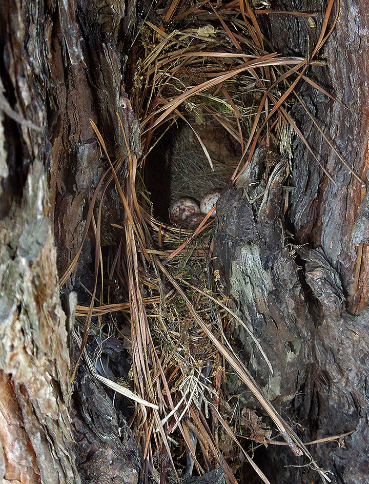 Carolina Wrens Nest 