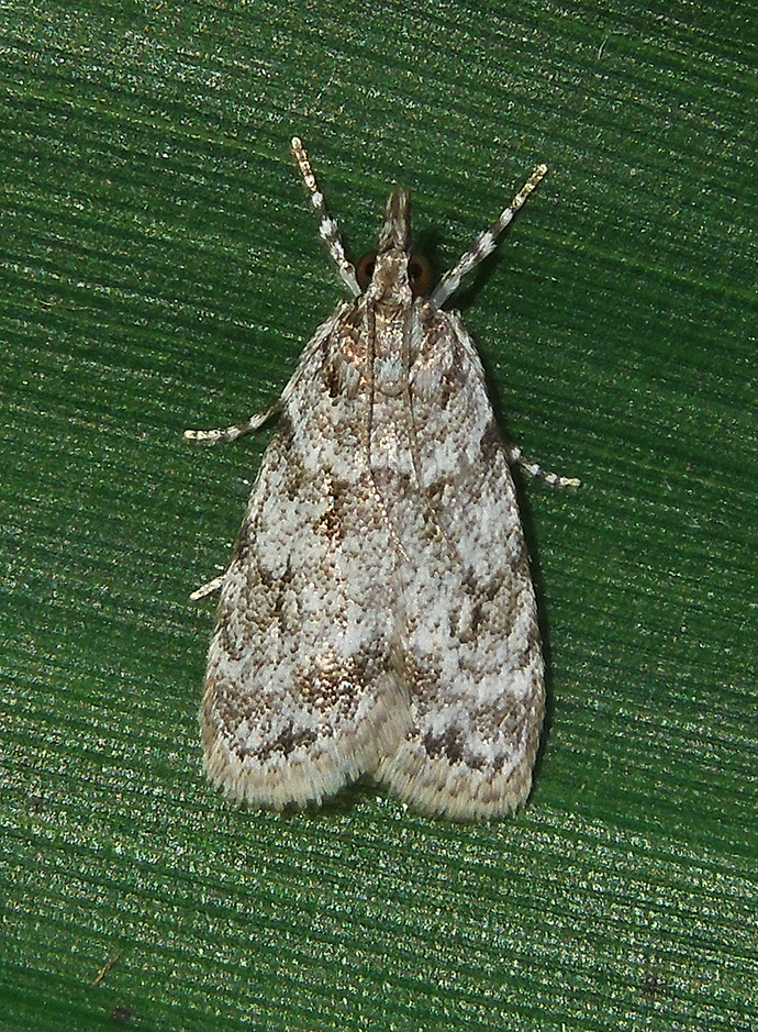 Many-spotted Scoparia Moth (4719)