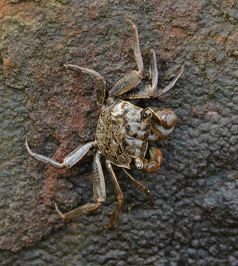 Marsh Crab